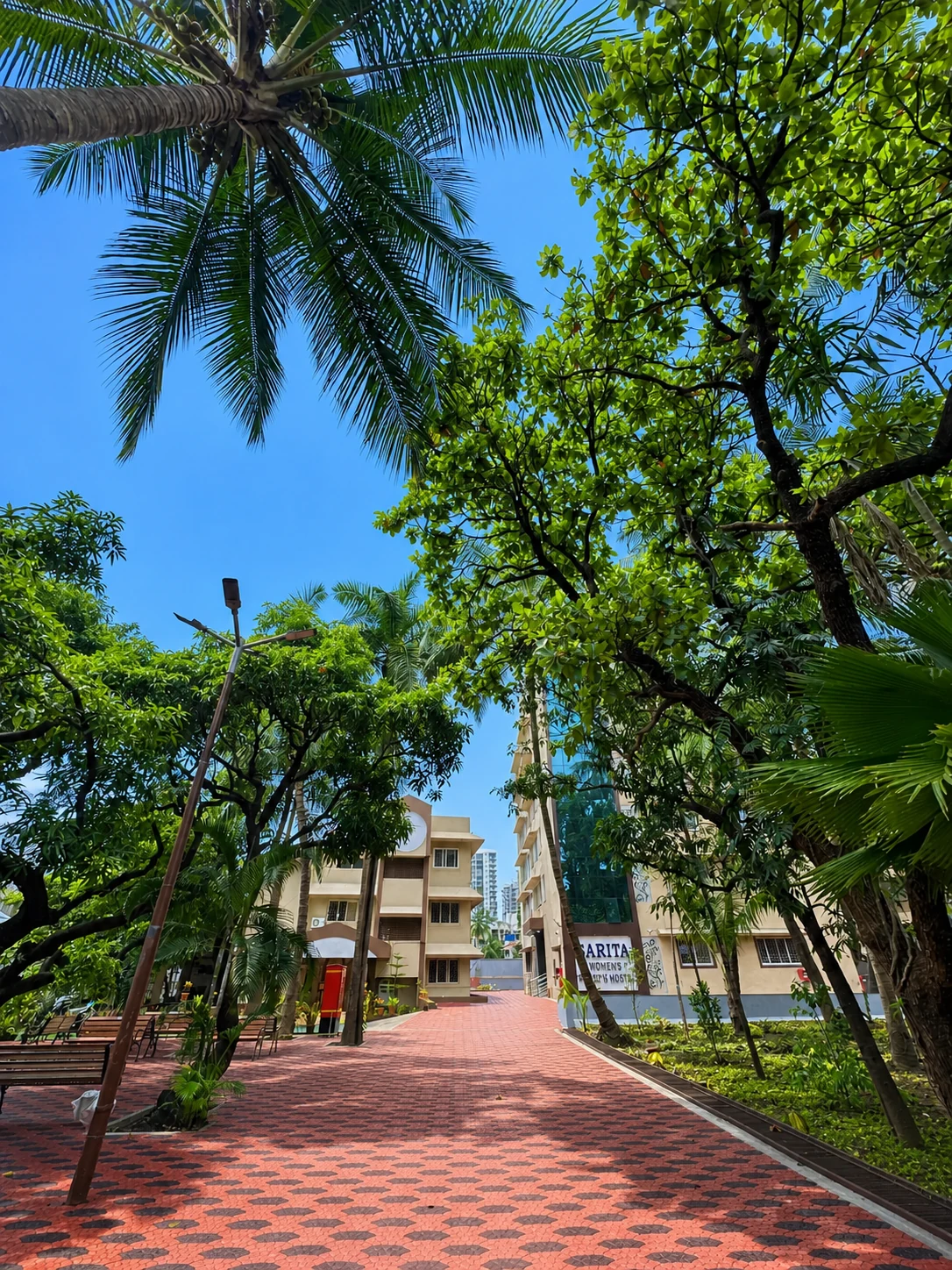 Tree-lined path